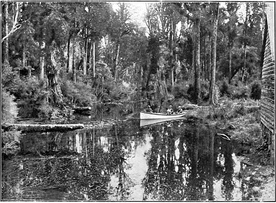 Three people on a boat in the Mahināpua Creek, with tall trees and bush on either side and reflected in the river
