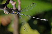 Emerald damselfly (Lestes sponsa) male 2.jpg