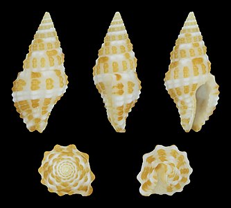 Engina curtisiana