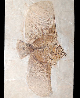 <i>Eoplatax</i> Extinct genus of fishes