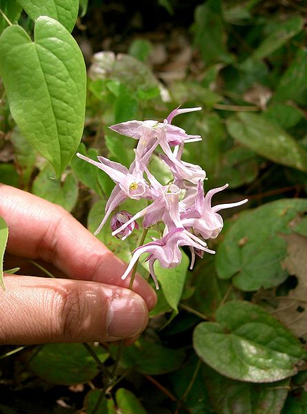 File:Epimedium grandiflorum var thunbergianum3.jpg