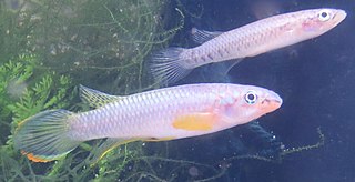 <i>Epiplatys</i> Genus of fishes