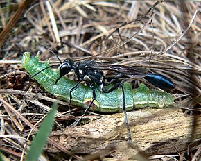 Resmin açıklaması Eremnophila aureonotata.jpg.