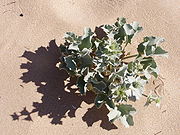 mořský bodlák (Eryngium maritimum).