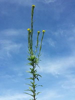 Tailed Scotch (Erysimum hieraciifolium)