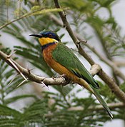 Ethiopian Bee-eater (cropped).jpg