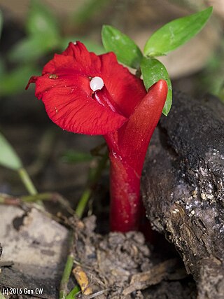 <i>Etlingera brevilabrum</i> Species of plant