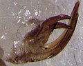 Euacanthella palustris (aedeagus, left lateral view)