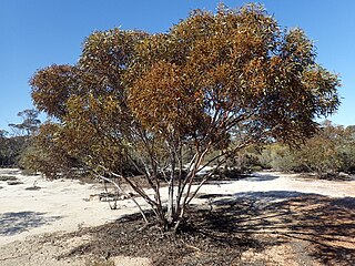<i>Eucalyptus pileata</i> species of plant