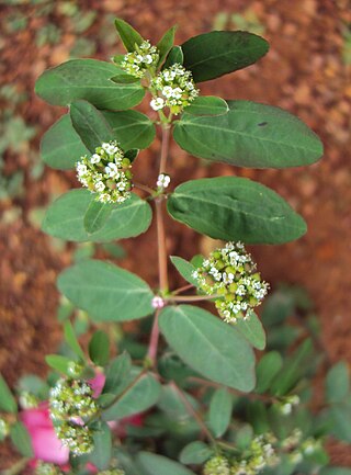 <i>Euphorbia hypericifolia</i> Species of spurge