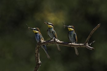 Três abelharucos-europeus (Merops apiaster), cada um com uma libélula no bico, perto de Kondor Tanya, Kecskemét, Hungria. Os abelharucos são insetívoros e voadores ágeis, que também sabem caçar insetos em voo. O nome vem claramente de sua principal fonte de alimento. A presença de grandes presas de insetos, como gafanhotos, libélulas, vespas e também abelhas, é um requisito absoluto para esses pássaros. O abelharuco é imune a picadas de abelhas e vespas, mas para evitá-las, ele consegue livrar-se de seus ferrões esfregando-os contra um galho. Vive em grupos e se reproduz em colônias em tocas nas paredes de bancos arenosos, de preferência perto das margens dos rios. (definição 3 539 × 2 359)