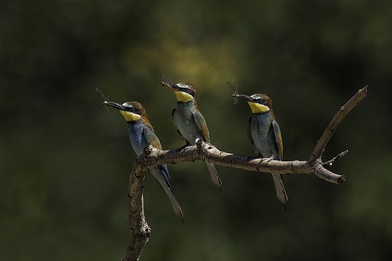 Merops apiaster (European bee-eaters) each with a dragonfly, Hungary