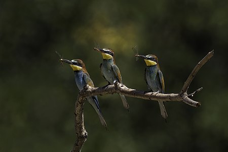 Merops apiaster (European Bee-eaters)