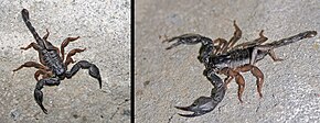 EuscorpiusAlpha.JPG görüntüsünün açıklaması.