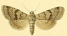 Euxoa grisescens f.jpg