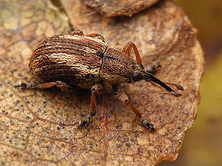 <i>Exapion fuscirostre</i> Species of beetle