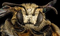 Exomalopsis analis Exomalopsis analis, M, face, Dominican Republic, La Ve 2012-12-11-14.37.39 ZS PMax (8356759764).jpg