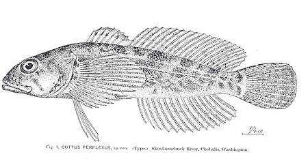 FMIB 34185 Cottus perplexus, sp nov ()Type).jpeg