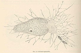 Allogromia lagenoides, concha monocámara (Monothalamea)