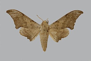 <i>Falcatula cymatodes</i> Species of moth