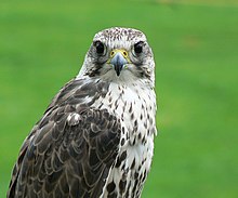 Falco cherrug portrait.jpg