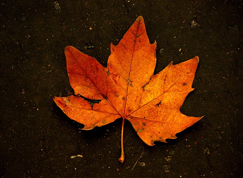 File:Fallen leaf on wet tarmac.JPG