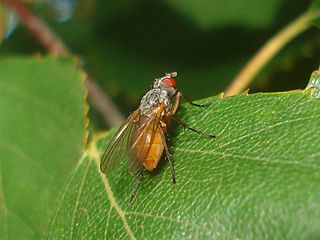 <i>Fannia ornata</i> Species of fly