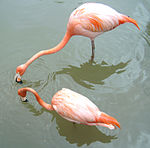 Les flamants sont des oiseaux planctonivores qui filtrent l'eau à l'aide de leur bec garni d'excroissances cornées en forme de fanons.