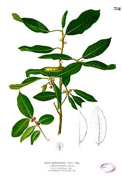 Description de l'image Ficus microcarpa Blanco2.382.jpg.