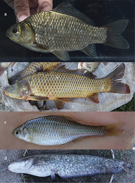 File:Fishes in upper Kura and Aras river drainages (10.3897-zse.96.52241) Figure 3.jpg