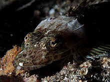 Serrated flathead (Rogadius serratus) Flathead (Rogadius sp.) . Serratus%3F (14225828219).jpg