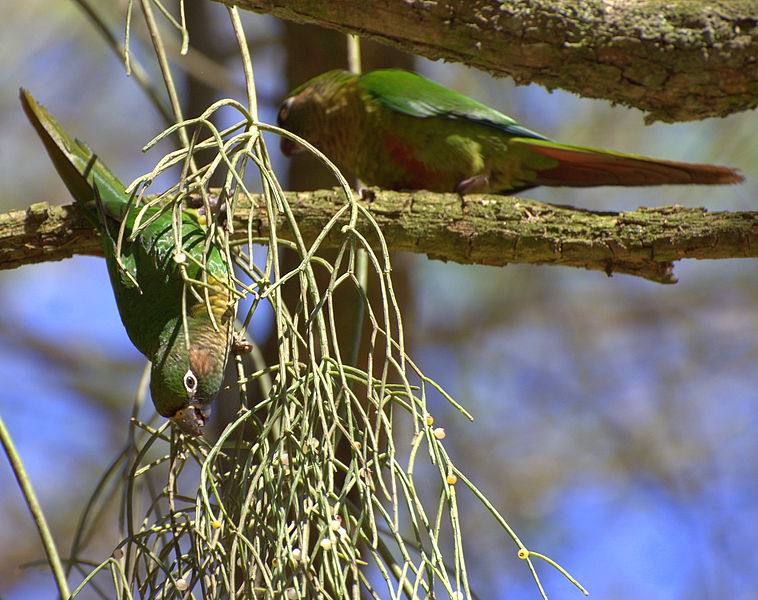 File:Flickr - Dario Sanches - TIRIBA-DE-TESTA-VERMELHA ( Pyrrhura frontalis) (1).jpg