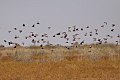 Flock Bronzewing (Phaps histrionica) (8079571194).jpg