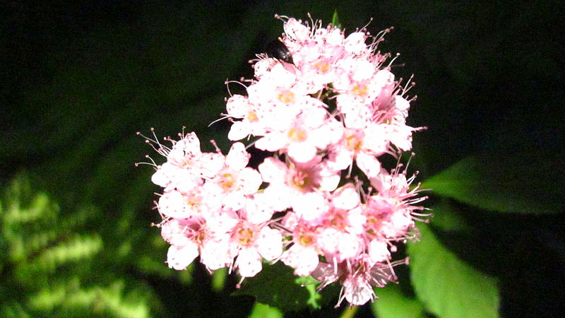 File:Flower Cluster.JPG