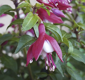 Flower of Fuchsia.jpg