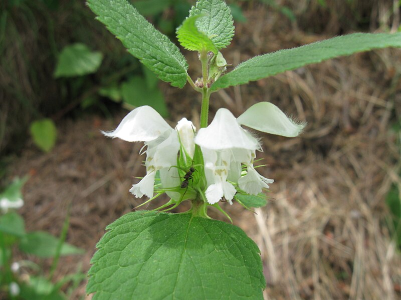 File:Flower of Lamium album.jpg