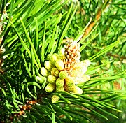 Pinus: Descripción, Historia, Clasificación