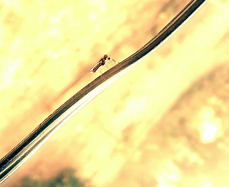 File:Fly on wire.jpg
