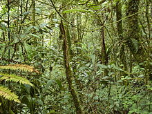 Tropical montane forest at around 2,000 m in Malaysia Forest on Gunung Batu Brinchang, Malaysia.jpg