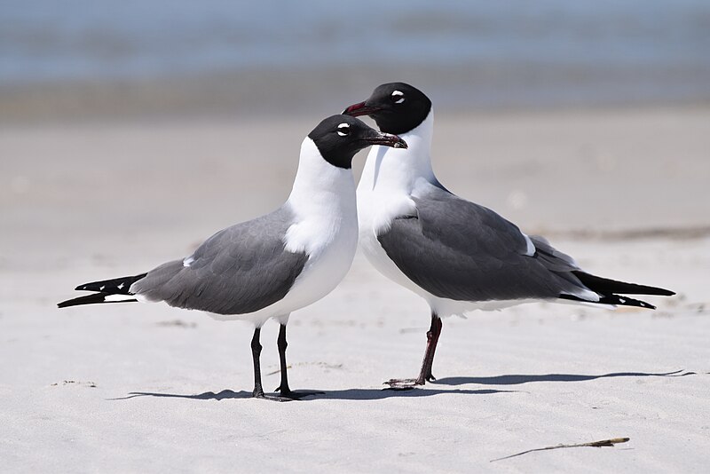 File:Fort fisher 4.2018 DSC 0461.jpg