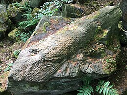 Fossilised tree trunk in the old quarry near Pool in Wharfedale, North Yorkshire. Thought to be an example of Lepidodendron, not in fact a true tree but an extinct genus related to the quillworts. They thrived during the Carboniferous Period and were found until the Late Triassic, about 205 Mya. (Image and Text: OAnick).