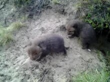 Bestand: Fox kits voor fox hole.ogv