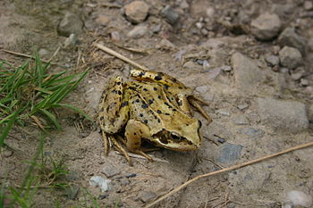 English: Photo of a Frog