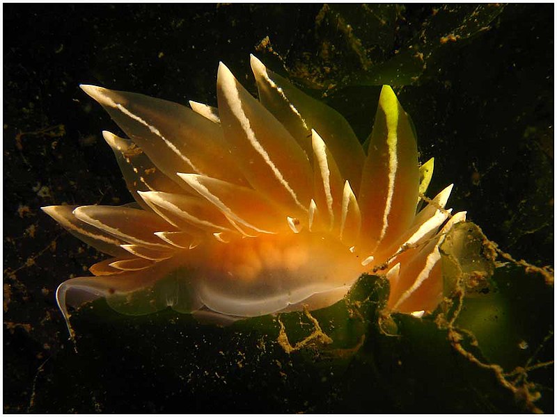 File:Frosted Nudibranch among the sea lettuce (1052450816).jpg