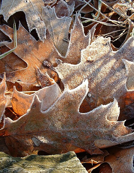 File:Frosted leaves.jpg