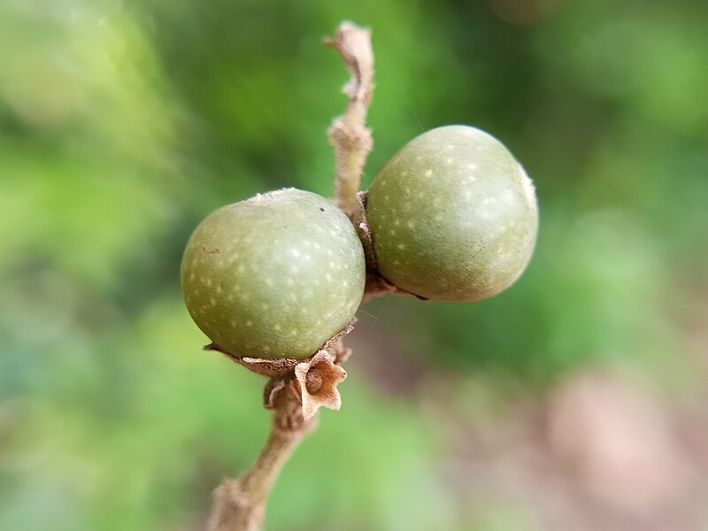 File:Fruit 12.jpg