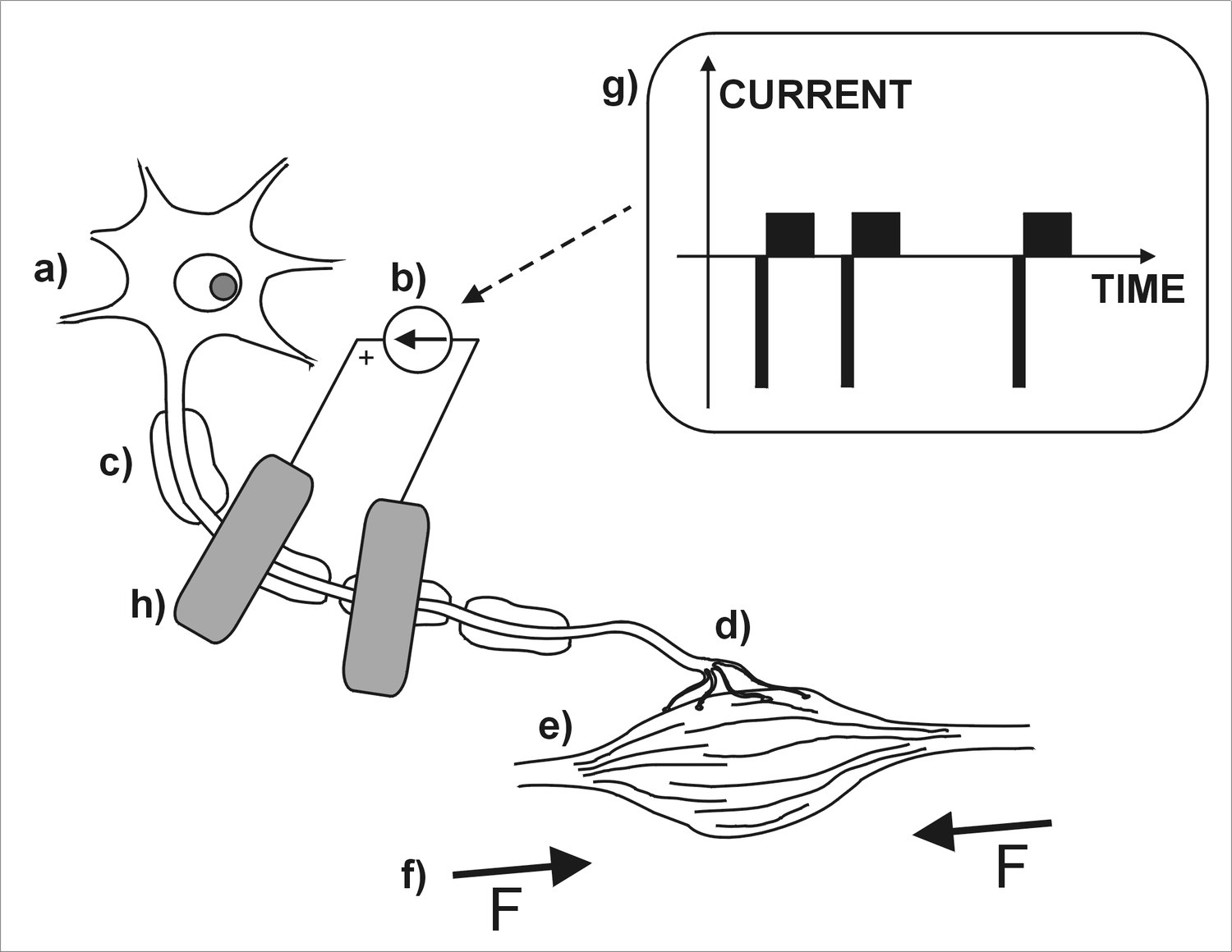 Electrotherapy - Wikipedia