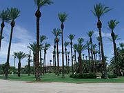 Palm trees at the ranch, some over 100 years old
