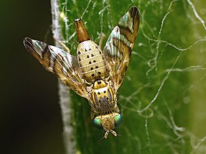 Female Terellia tussilaginis