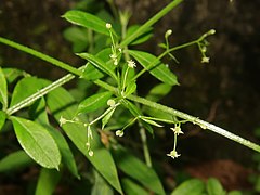 花は黄緑色で径1.5mmと小さい。果実は2個の分果からなり、表面は曲がった毛がやや密に生える。